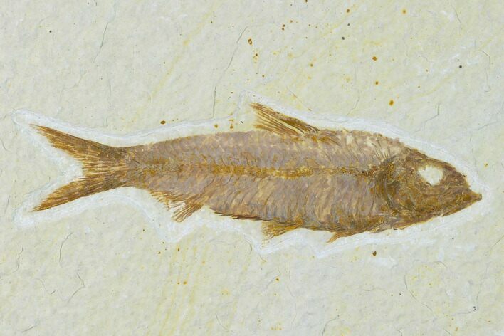 Detailed Fossil Fish (Knightia) - Wyoming #137972